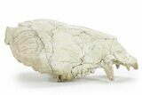 Partial Fossil Early Pig (Perchoerus) Skull - South Dakota #355489-5